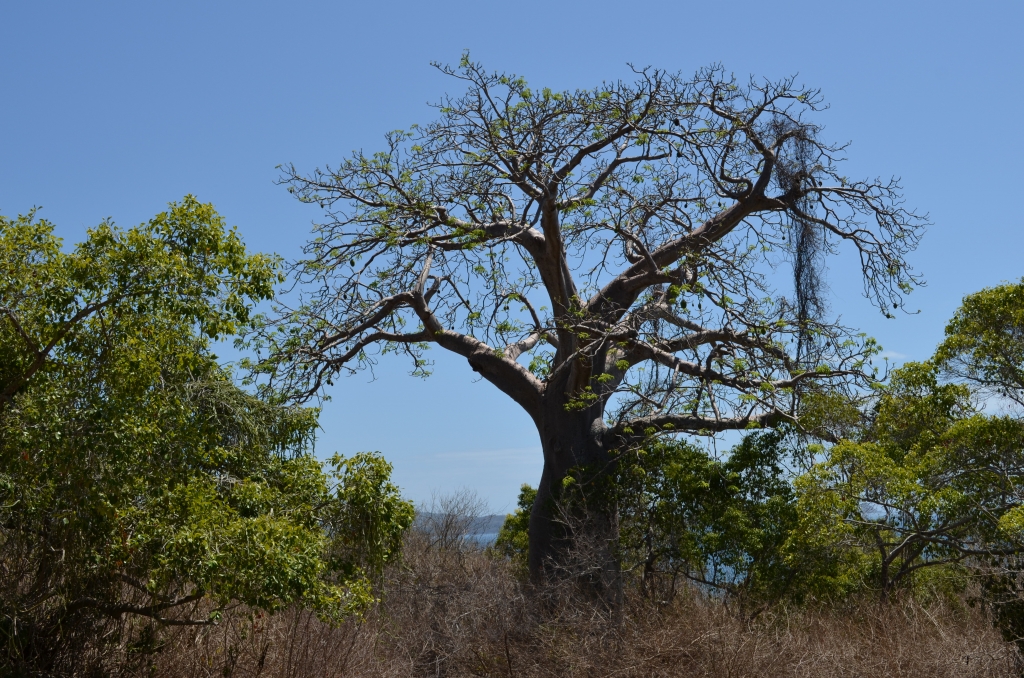 Adansonia digitata_AD_11-10-2014 09-22-24_M'Tsamoudou_8