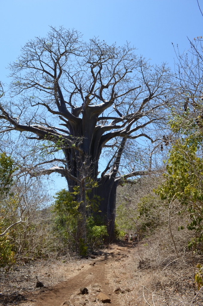 Adansonia digitata_AD_11-10-2014 09-35-18_M'Tsamoudou_10