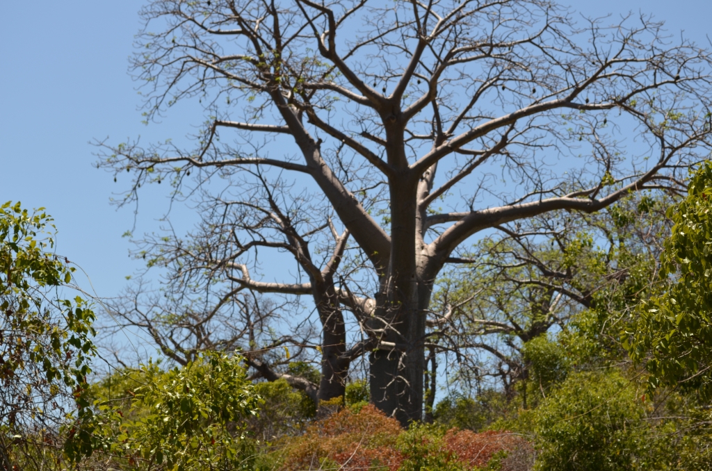 Adansonia digitata_AD_11-10-2014 09-38-24_M'Tsamoudou_14