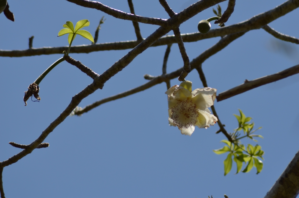 Adansonia digitata_AD_11-10-2014 10-18-54_M'Tsamoudou_17