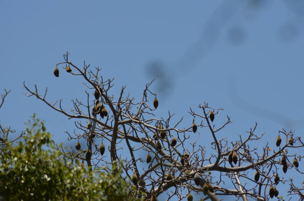 Adansonia digitata_AD_11-10-2014 10-19-52_M'Tsamoudou_19