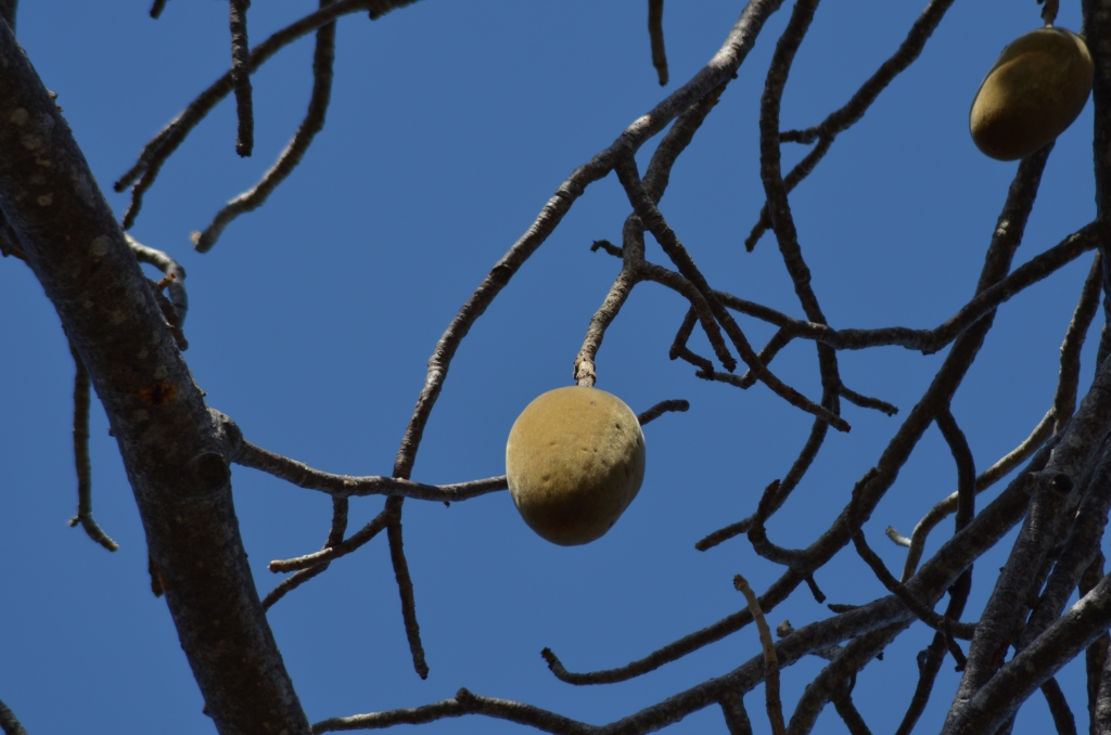 Adansonia digitata_AD_11-10-2014 13-50-20_M'Tsamoudou_29